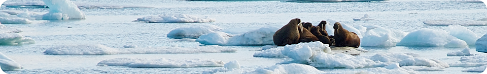 walrus on ice